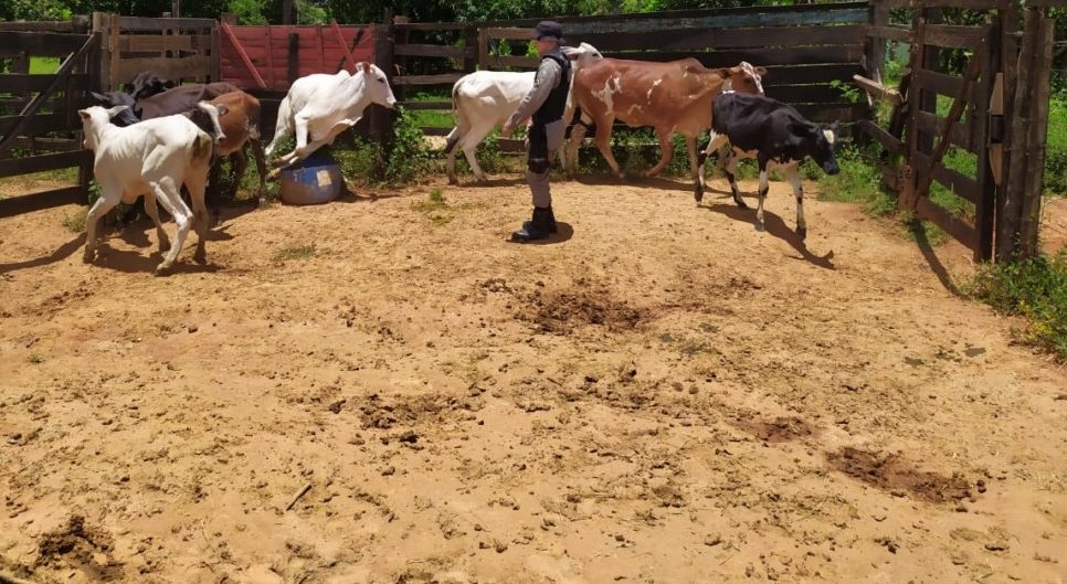 Operação fecha abatedouro clandestino suspeito de vender carne de